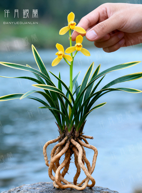 兰花矮种盆栽植物名贵品种兰草花花卉神童冠金边兰花苗带花苞盆景