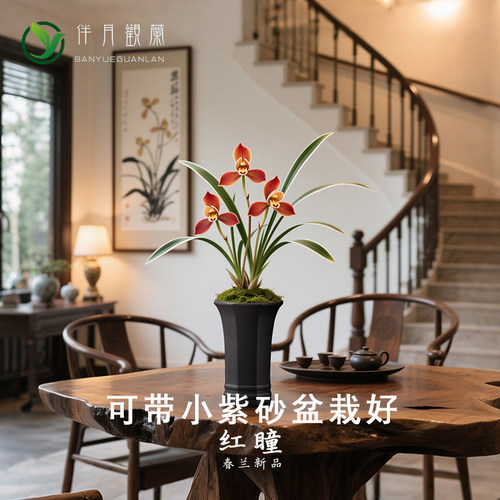 【红瞳】带盆栽好叶艺兰花苗