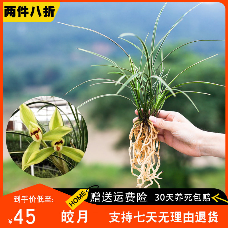 【皎月】兰花苗线艺春兰名贵盆栽花卉植物室内浓香型国兰客厅兰草