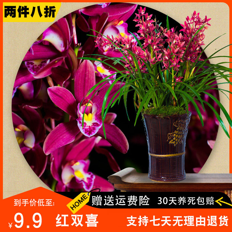 【红双喜】兰花苗建兰四季兰名贵盆栽国兰浓香型兰草室内客厅阳台