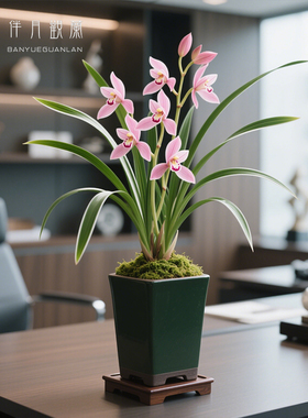 【翠韵粉蝶】兰花苗春兰细叶金边名贵盆栽花卉植物浓香兰草国兰