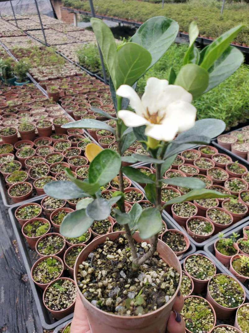 达摩栀子花阳台书房窗台客厅办公桌日本绿植