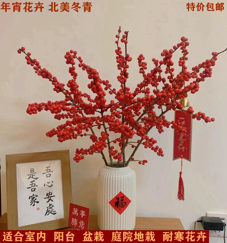 北美冬青盆栽红果冬青精品老桩盆景庭院盆栽欧洲红豆果 带果发货