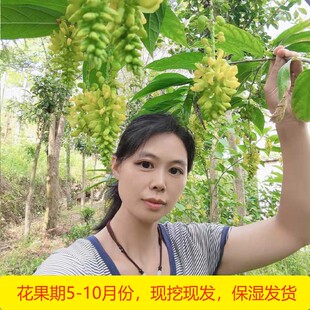 新鲜现挖倒吊黄花倒水莲苗药材黄花大远志苗喜阴庭院种植保湿发货