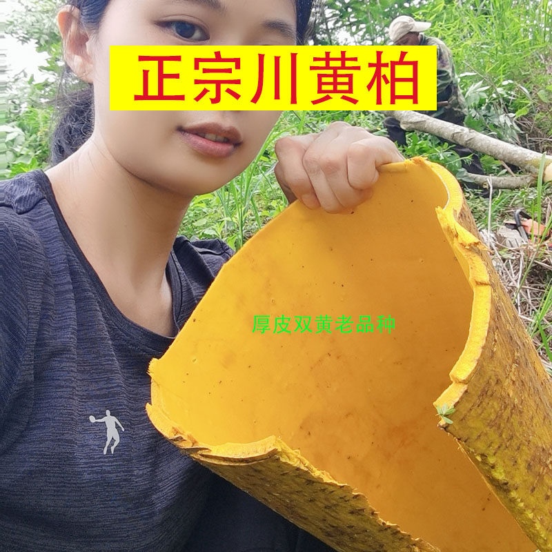 厚皮黄柏树苗 药材川黄柏 黄菠萝 黄檗苗木基地  黄玻璃  中药材