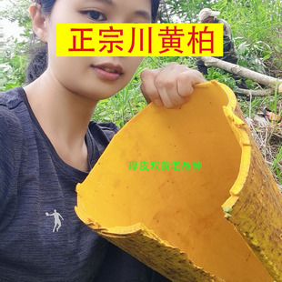 厚皮黄柏树苗 药材川黄柏 黄菠萝 黄檗苗木基地  黄玻璃  中药材