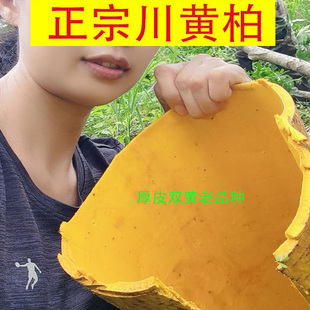厚皮黄柏树苗 药材川黄柏 黄菠萝 黄檗苗木基地 黄玻璃 中药材