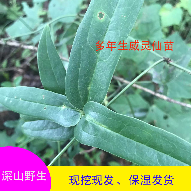 威灵仙苗整棵发货易成活药材苗