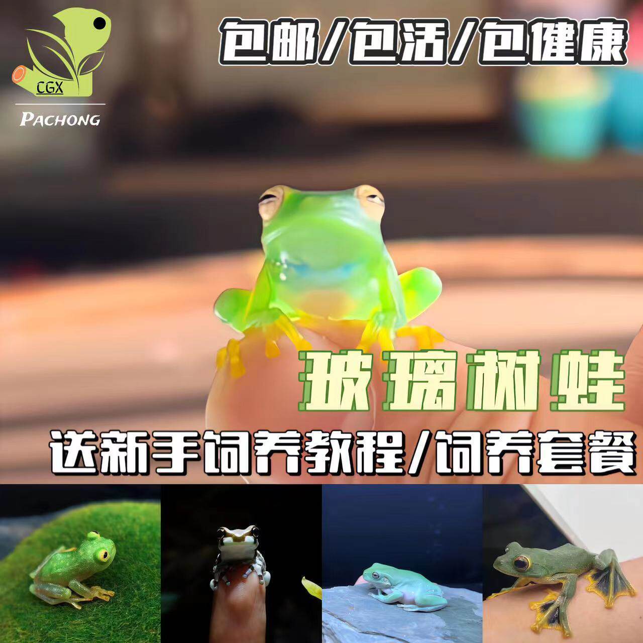 蓝玻璃树蛙老爷树蛙透明蛙玻璃蛙爬宠澳洲蓝姥爷树蛙宠物青蛙包邮