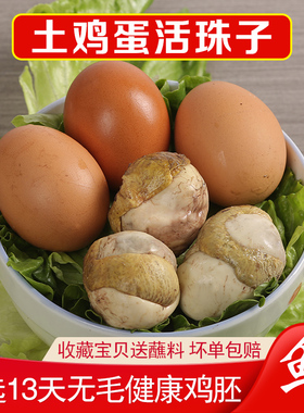 正宗新鲜营养13天鸡胚蛋活珠子活蛋钢化五香毛蛋开袋即食熟食40枚