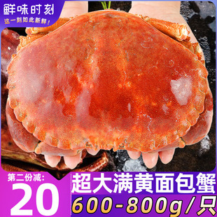 面包蟹鲜活熟冻珍宝蟹母蟹爱尔兰黄金蟹新鲜海鲜水产特大超大螃蟹
