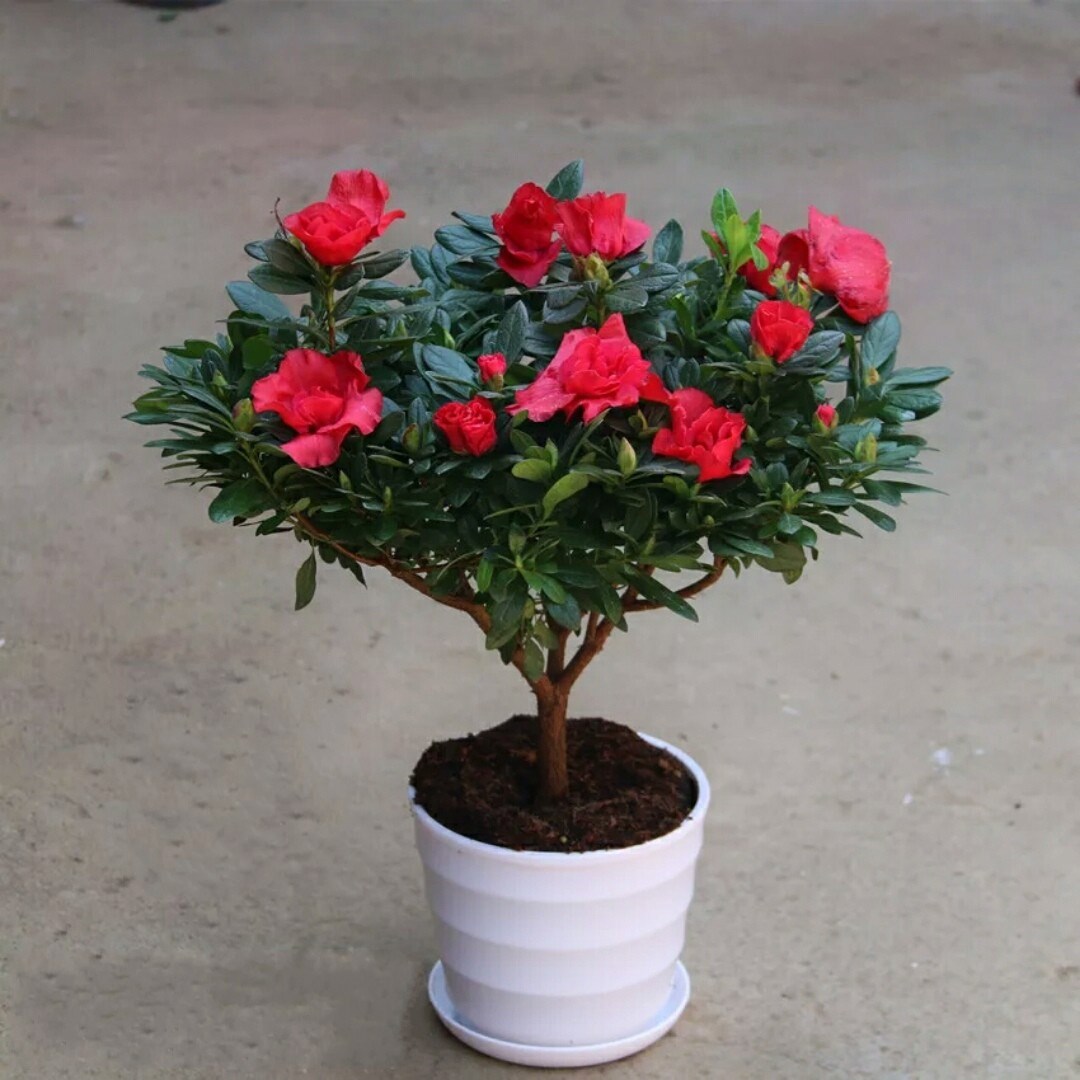 盆栽老桩好养易活花卉植物