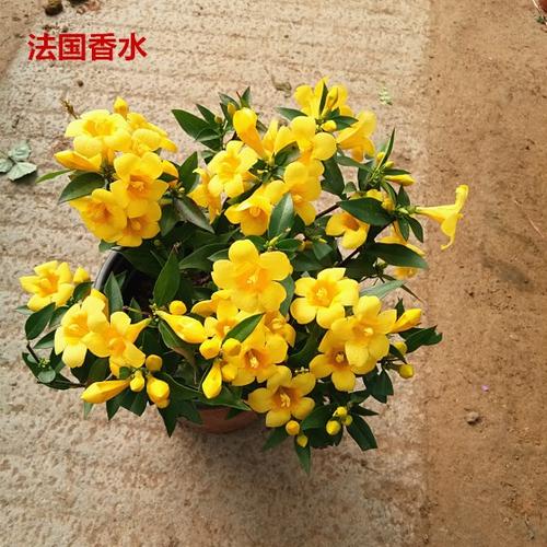 网友分享在meiguo.com的图片