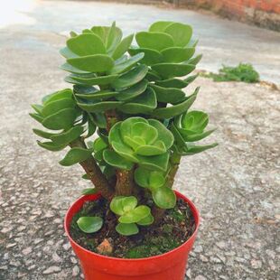 多肉植物 钱串 金钱木老桩 景天 防辐射 吸甲醛 盆栽花卉室内绿植