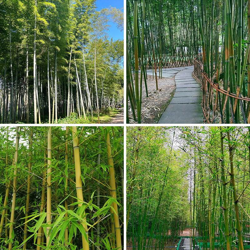 绿色竹林直播背景布3d立体背景墙风景田园山水拍段子网红主播喷绘春