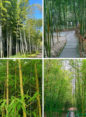 绿色竹林直播背景布3d立体背景墙风景田园山水拍段子网红主播喷绘春季花草2025新款简约大气可移动高清壁纸画