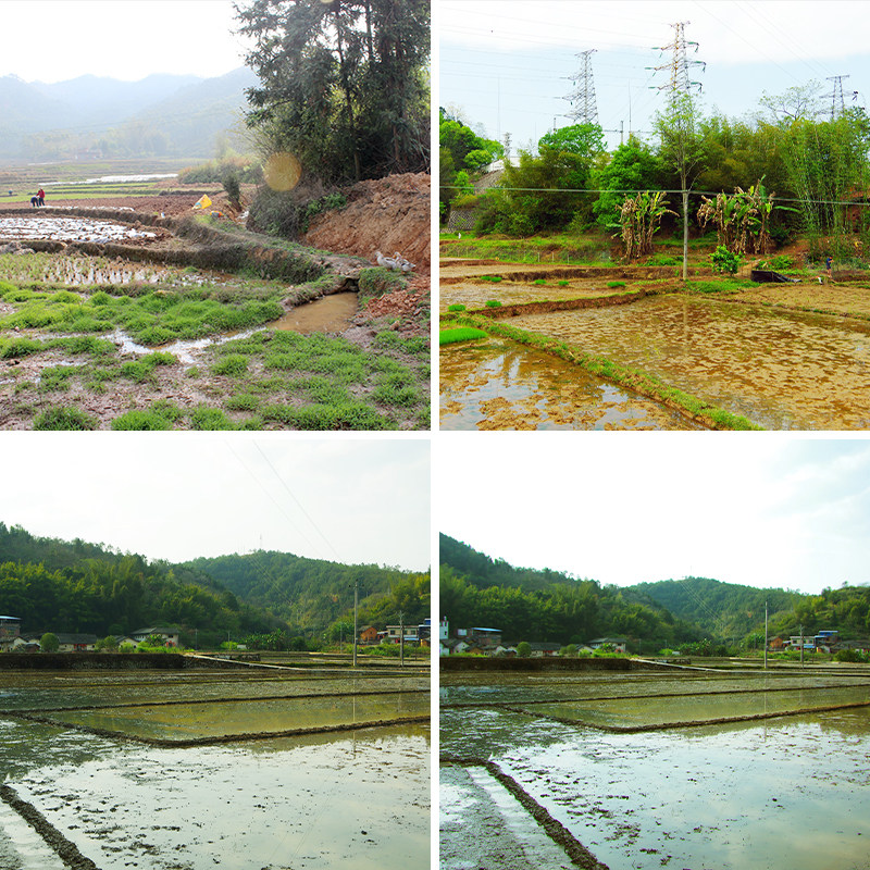 春耕春季春天直播背景布3d立体背景墙麦苗直播间壁纸画场景布置高级