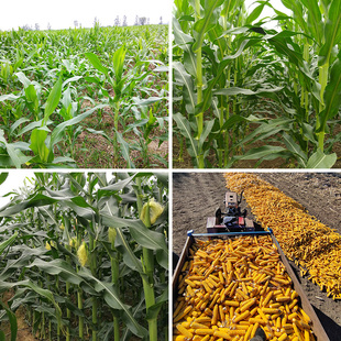 农村乡村玉米地直播背景布玉米苗农产品带货主播网红背景墙定制风景田园道具装饰拍段子怀旧挂布3d立体农家乐