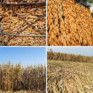 玉米地秋收直播背景布3d立体背景墙风景户外农村直播间背景墙场景布置农产品带货主播网红拍视频段子高级感