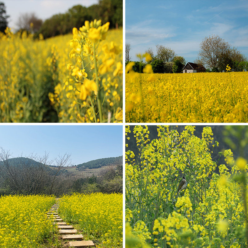 田野春季农村小土路黄色油菜花直播背景布3d立体背景墙可移动主播网