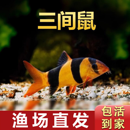 三间鼠除藻清洁鱼鱼缸清洁