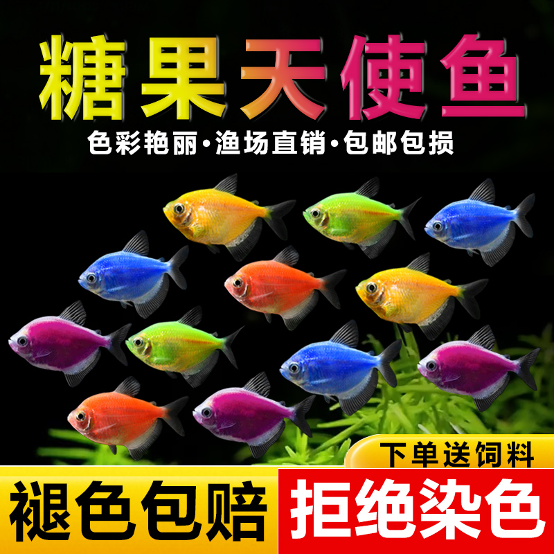 糖果天使鱼热带观赏鱼好养耐活