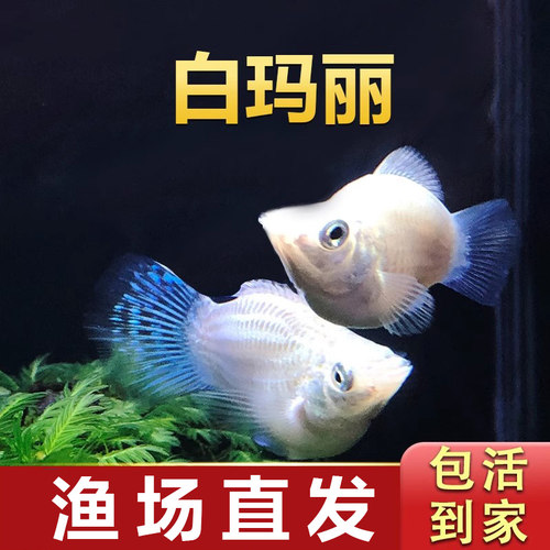 白玛丽鱼胎生鱼热带小型鱼活体鱼