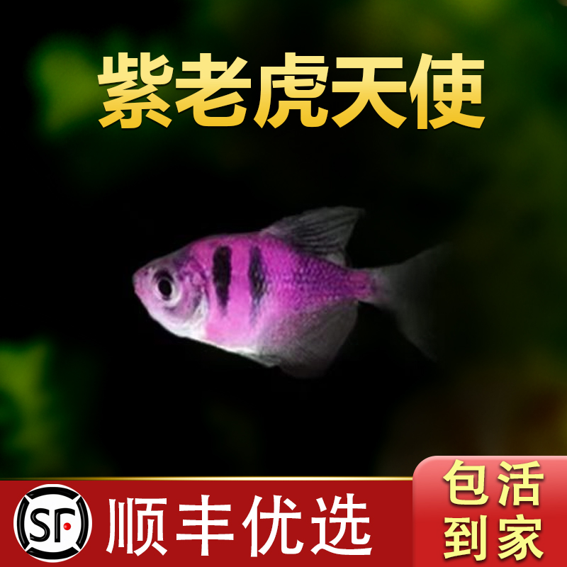 天使鱼观赏鱼大号淡水热带鱼小型鱼金鱼活鱼好养耐活七彩鱼神仙鱼