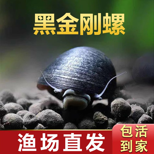 黑金刚螺观赏淡水清洁除藻工具螺