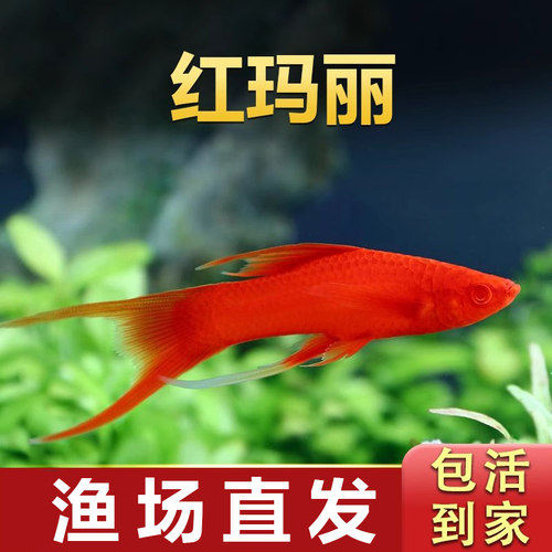 玛丽鱼皮球鱼胎生鱼热带观赏鱼