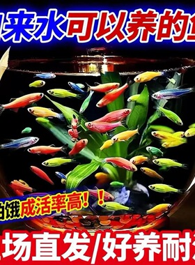 好养耐活热带观赏鱼斑马鱼孔雀鱼红绿灯鱼淡水金鱼苗小型灯科小鱼
