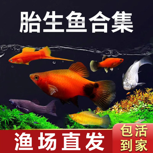 玛丽鱼皮球鱼胎生鱼热带观赏鱼