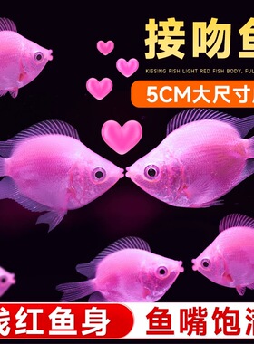 接吻鱼彩群鱼小型热带观赏鱼活鱼七彩活体淡水鱼亲嘴鱼好养易活