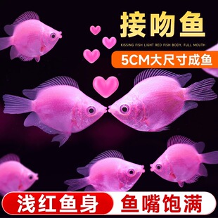 接吻鱼彩群鱼小型热带观赏鱼活鱼七彩活体淡水鱼亲嘴鱼好养易活