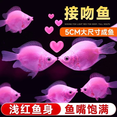 好养易活彩群小型热带鱼