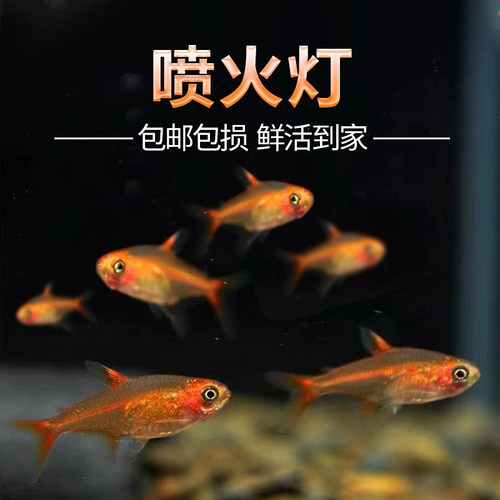 喷火灯小型鱼草缸群游鱼