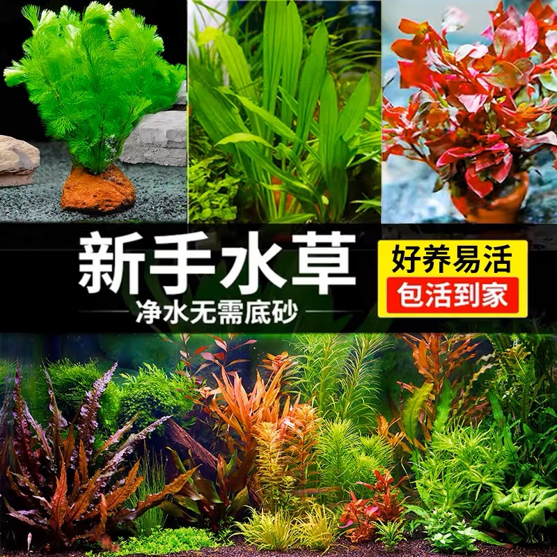 鱼缸新手懒人水草造景趴地植物