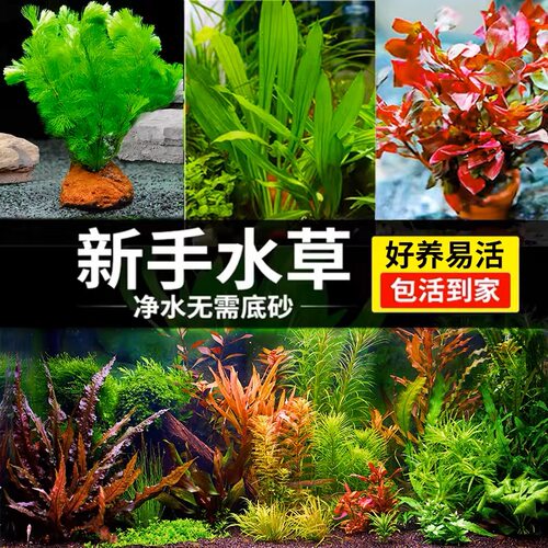 鱼缸新手懒人水草造景趴地植物