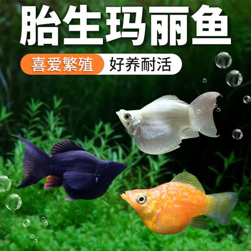 玛丽鱼皮球鱼胎生鱼热带观赏鱼