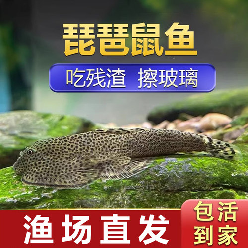 琵琶鼠鱼清道夫常温水可养吸鳅