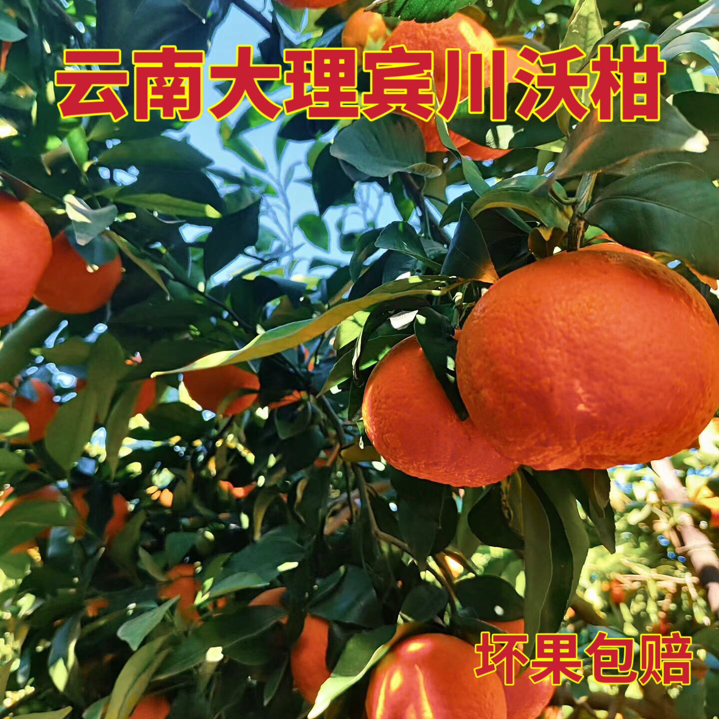 云南大理宾川沃柑新鲜水果当季现摘现发整箱10斤包邮