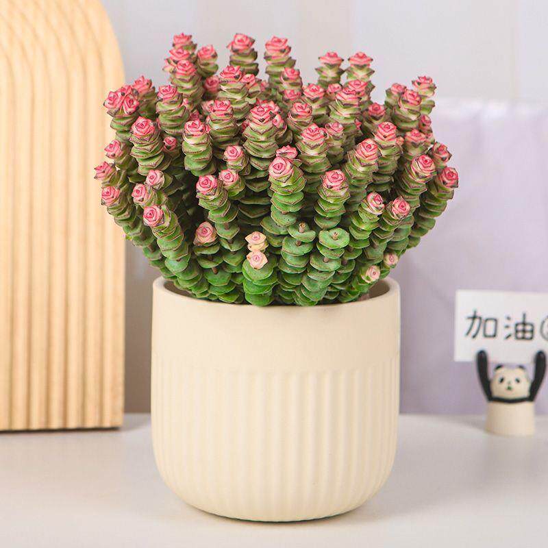 彩色钱串锦多肉植物室内新手好养肉肉红心钱串子稀有品种盆栽花卉