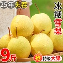 雪梨 香脆梨砀山梨雪黄冠应季 酥梨新鲜水果梨子10斤整箱当季 包邮