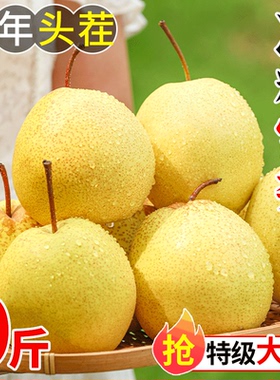 酥梨新鲜水果梨子10斤整箱当季包邮香脆梨砀山梨雪黄冠应季雪梨