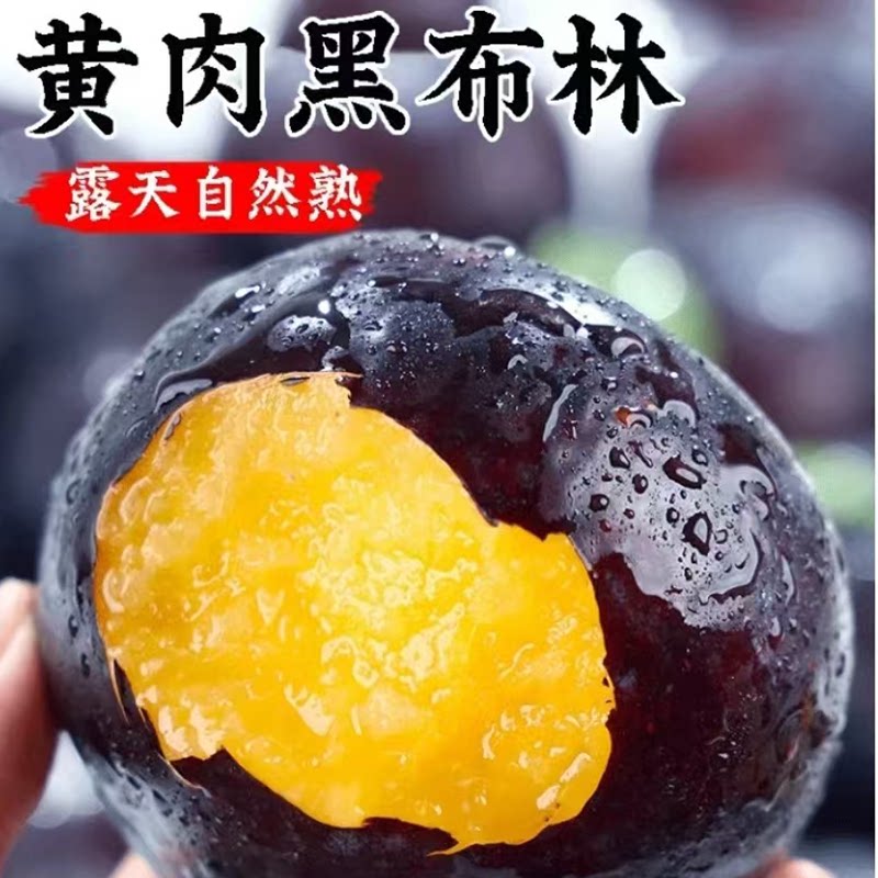 现摘黑布林李子，酸甜爽口！