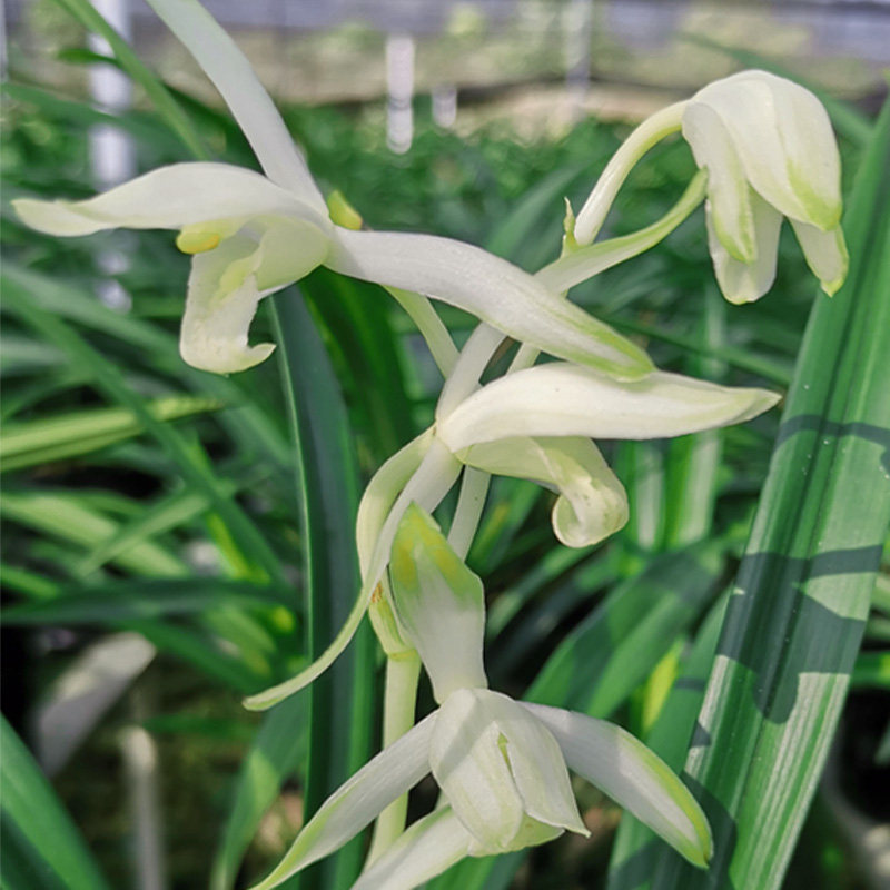 青山玉泉带花苞翁源兰花苗花卉四季兰浓香盆栽绿植室内客厅专用土