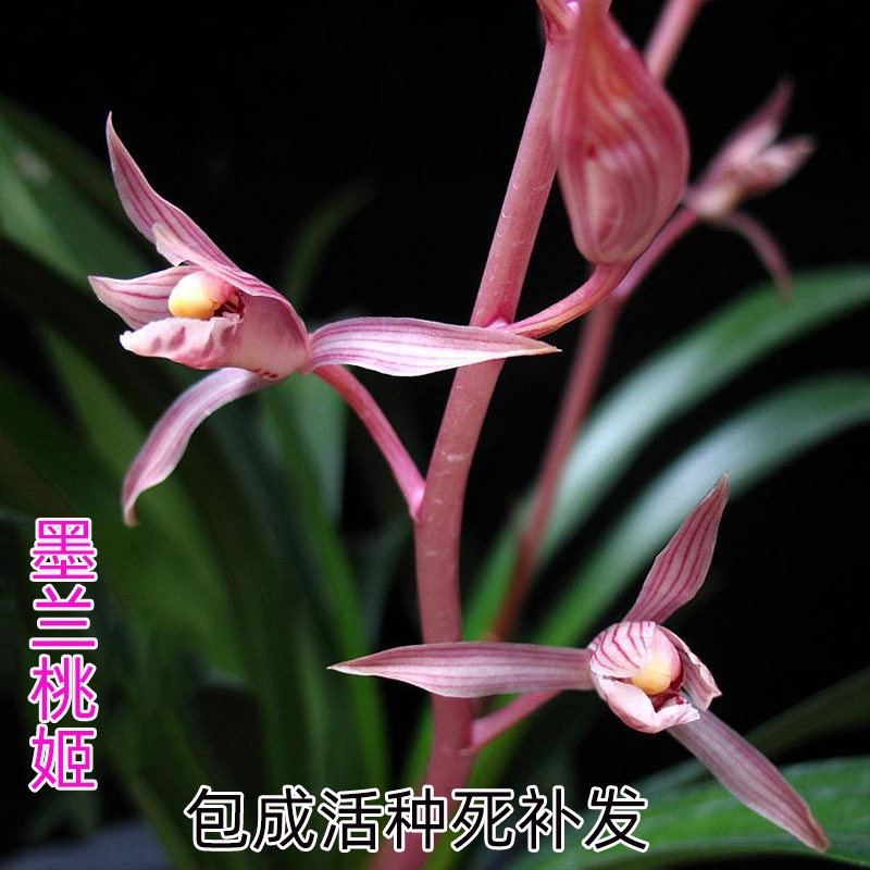 翁源兰花苗十大名贵墨兰桃姬带花苞原盆土发货浓香室内绿植物盆栽