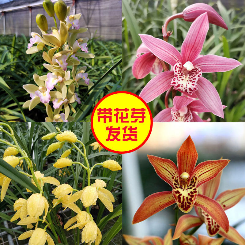 香兰台北小姐黄金小神童韩国桃花建兰兰花苗带花苞绿植盆栽浓香型