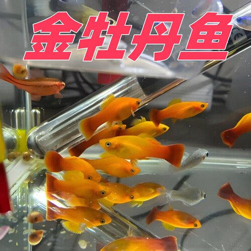 金牡丹鱼米奇鱼三色牡丹