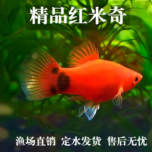 米奇鱼胎生鱼玛丽小型鱼月光皮球鱼观赏热带鱼好养活新手活体包邮